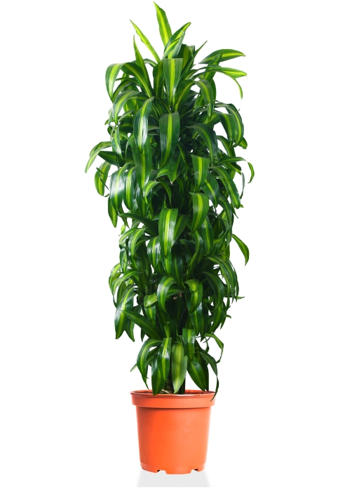 Драцена Гавайская 27/190 см