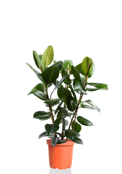 Фикус Эластика Робуста 3 ствола 27/100 см Фикус Эластика Робуста 3 ствола 27/100 см