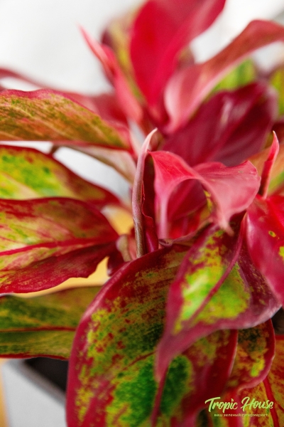 Аглаонема Крит 12/30 см