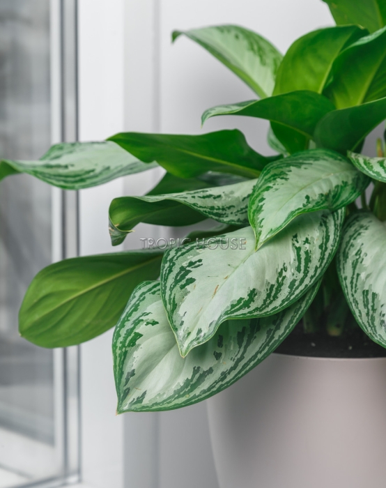 Аглаонема Сильвер Бей в CLASSICO COLOR 28