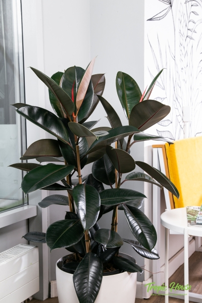 Фикус Эластика Абиджан 3 ствола 27/100 см