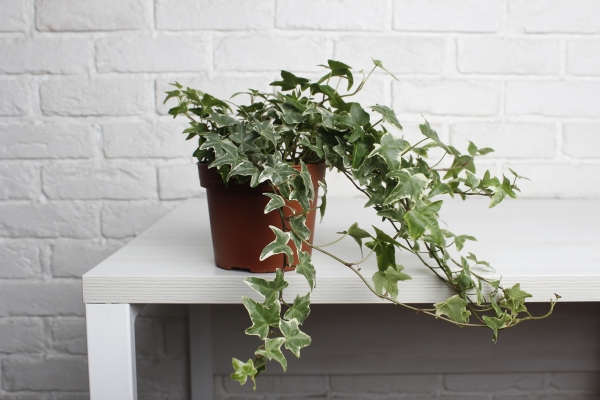 Хедера микс 13/30 см CUBE COLOR 16