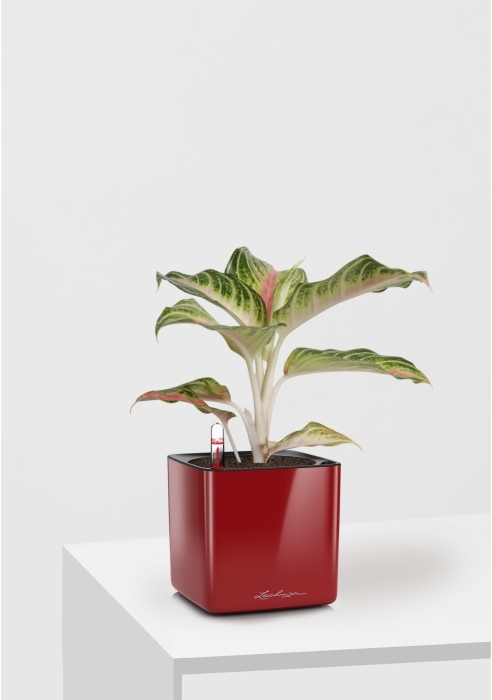 Аглаонема Айкетчер 12/30 см в CUBE Glossy 14