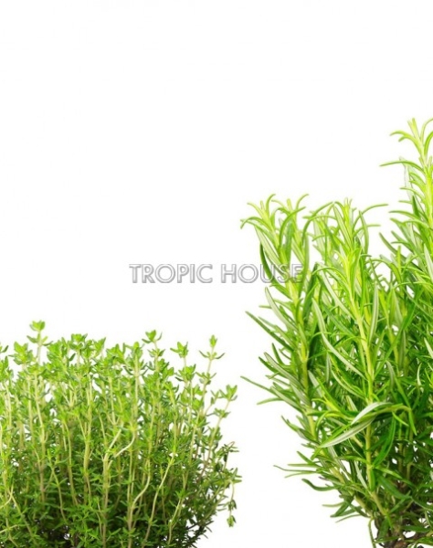 Набор "Пряные травы" в CUBE 14