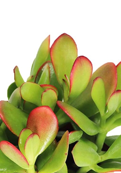 Крассула Овата сансет 12/20 см