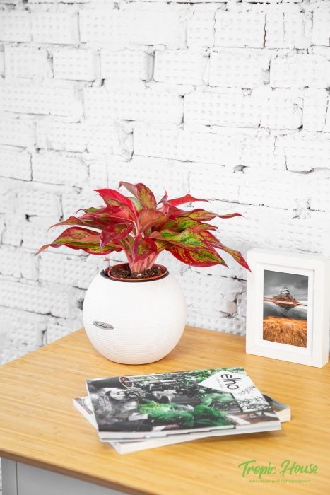 Аглаонема Крит в PURO 20