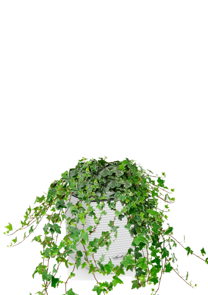 Плющ в CUBE COLOR 14