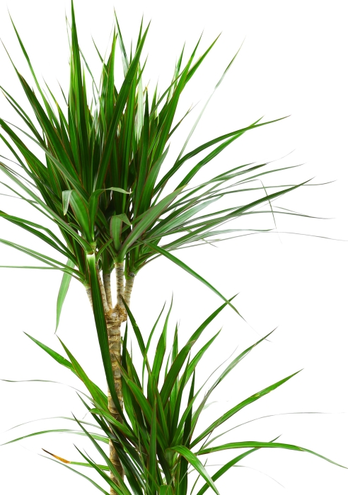 Драцена Маргината 3 ствола 24/140 см