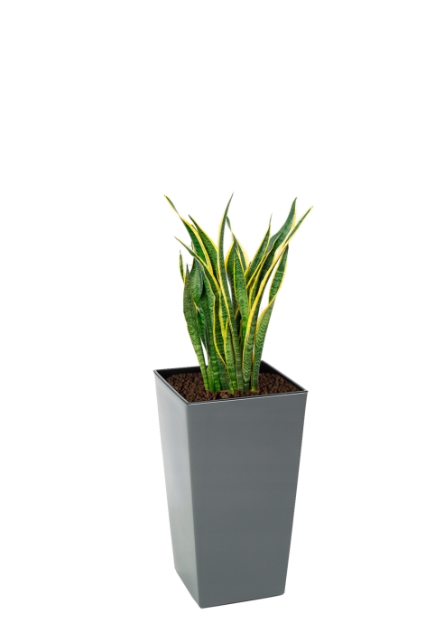Сансевиерия Лауренти 21/70 см в Finezja 30x30, серый бетон