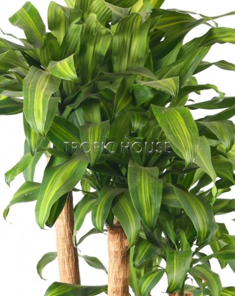 Драцена Массанжеана бранч 35/180 см