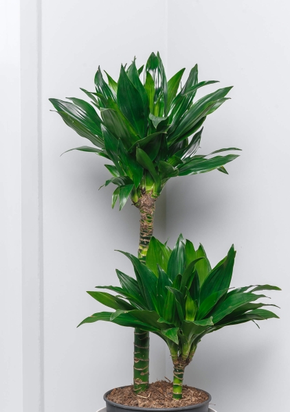 Драцена Компакта 2 ствола 19/80 см в CILINDRO 23 Драцена Компакта 2 ствола 19/80 см в CILINDRO 23