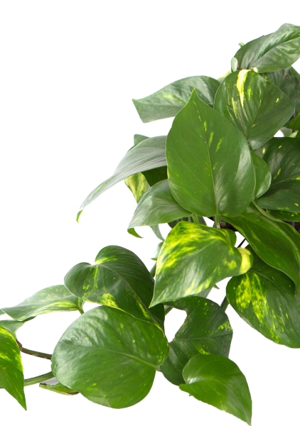 Сциндапсус Ауреум 12/20 см