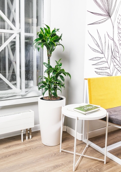 Драцена Дорадо RONDO 32