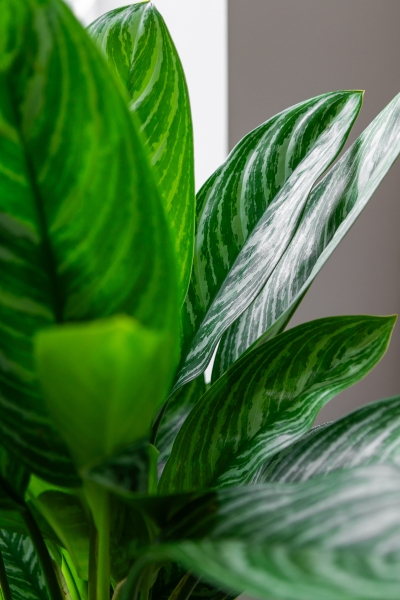 Аглаонема Страйп 27/85 см Аглаонема Страйп 27/85 см