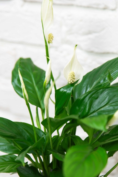 Спатифиллум 12/35 см в LAMELA MAGNOLIA fi 135