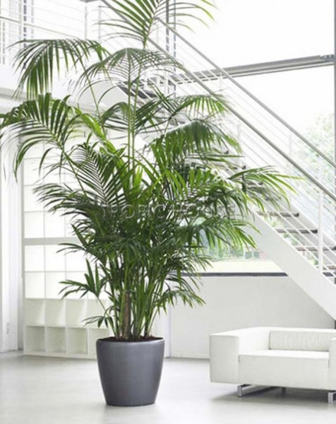 Ховея Кентия 40/240 см