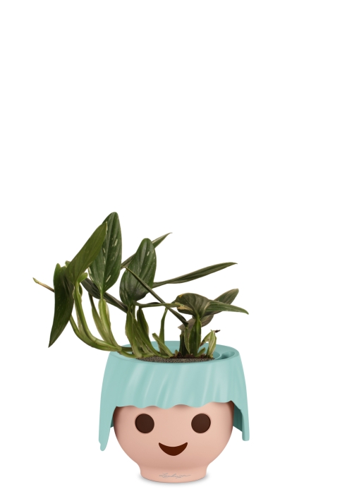 Филодендрон Кобра 12 см в OJO