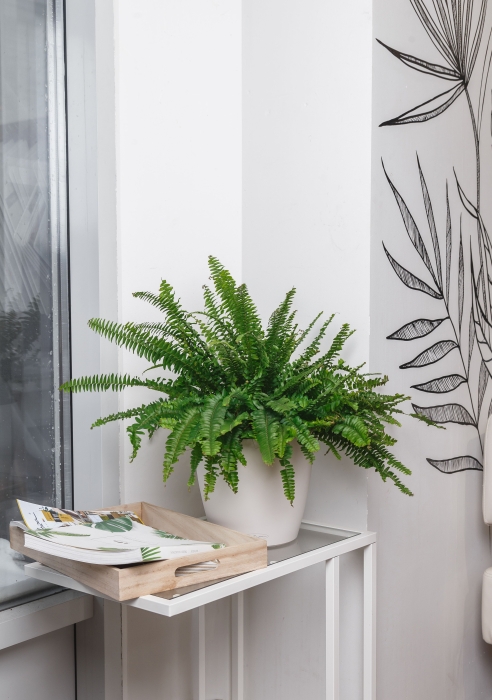 Нефролепис в CLASSICO 21