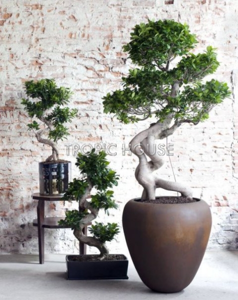 Фикус Микрокарпа Гинсенг 23/70 см