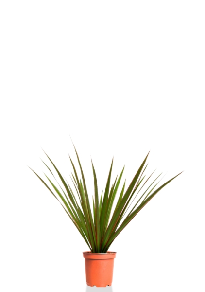 Драцена Маргината розетка 12/20 см