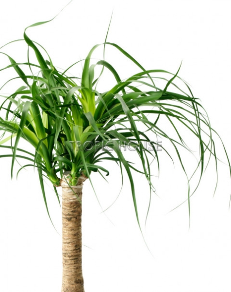 Нолина на стволе 27/100 см Нолина на стволе 27/100 см