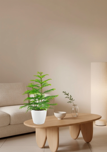 Араукария 19/90 см в CLASSICO COLOR 28