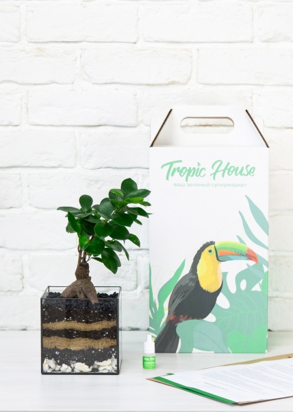 Флорариум с Фикусом Микрокарпа 30 см в кубе Флорариум с Фикусом Микрокарпа 30 см в кубе