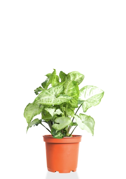 Сингониум 12/40 см