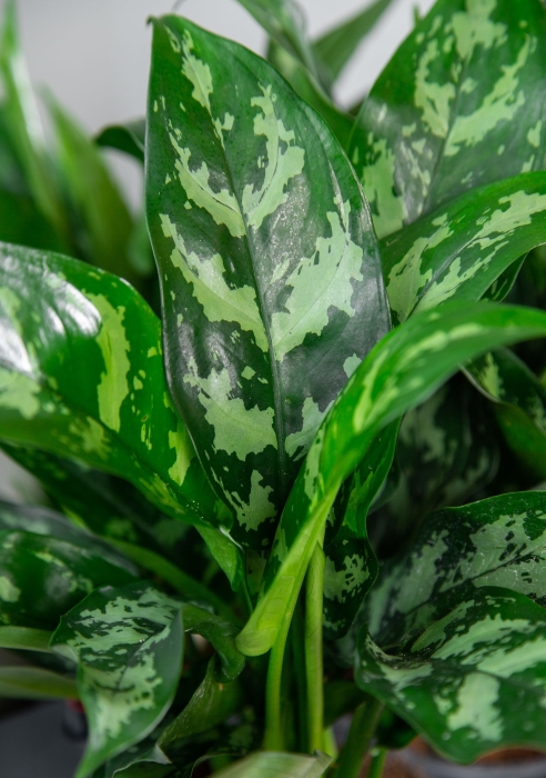 Аглаонема Мария в CLASSICO 28