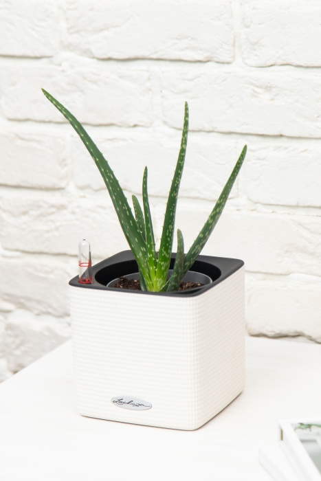 Алоэ Вера в CUBE 14