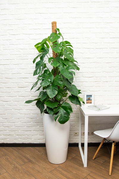 Монстера на опоре 27/150 см