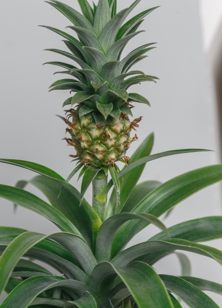 Ананас 15/50 см