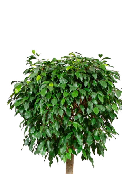 Фикус Бенджамина Колумнар 45/180 см