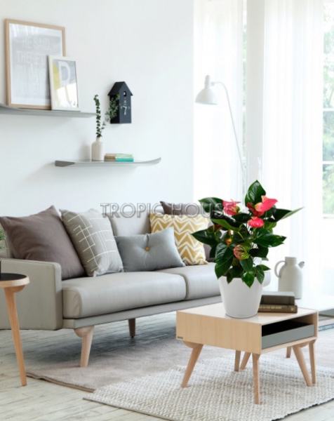 Антуриум розовый в CLASSICO LS 21 Антуриум розовый в CLASSICO LS 21