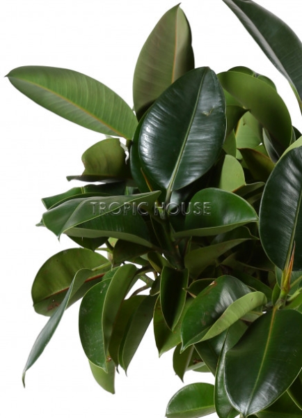 Фикус Эластика в CLASSICO COLOR 60