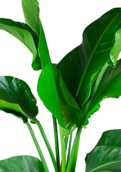 Стрелиция Николай 24/120 в CANTO STONE HIGH 30 Стрелиция Николай 24/120 в CANTO STONE HIGH 30