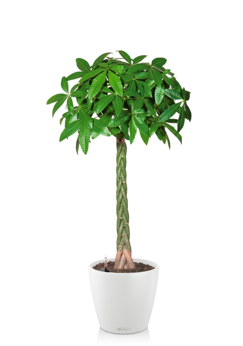 Пахира Акватика 27/150 см в CLASSICO COLOR 35, белый