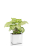 Сингониум в CUBE GLOSSY 14