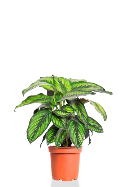 Калатея Принцепс 12/30 см