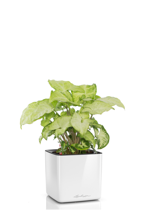 Сингониум CUBE GLOSSY 14/35 см Белый блестящий