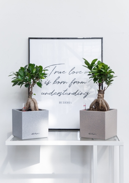 Фикус бонсай в CANTO STONE 14