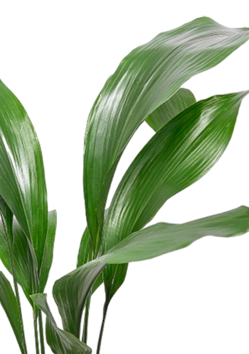 Аспидистра 19/80 см