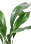 Аспидистра 19/80 см
