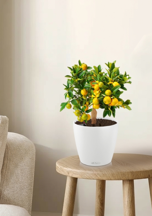 Цитрус Каламондин в CLASSICO Color 21