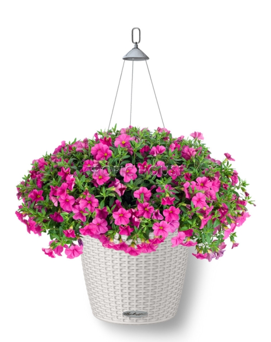 Петуния розовая Nido, 50 см, светло-серый