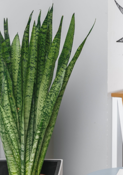 Сансевиерия Зейланика в CUBICO 30
