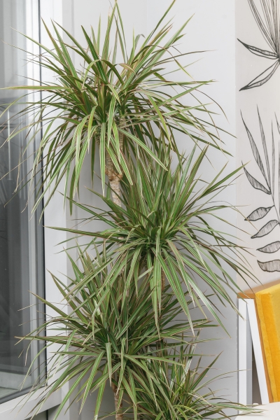 Драцена Маргината биколор 4 ствола 27/150 см