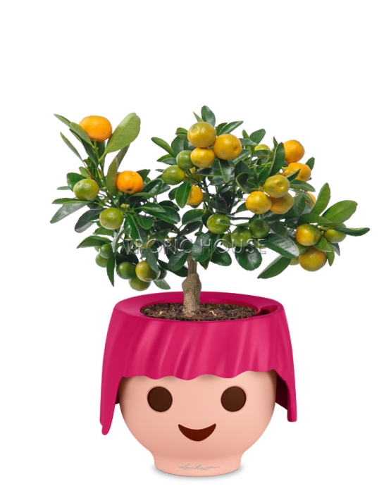 Цитрус Каламондин OJO 45 см, Рубиново-розовый