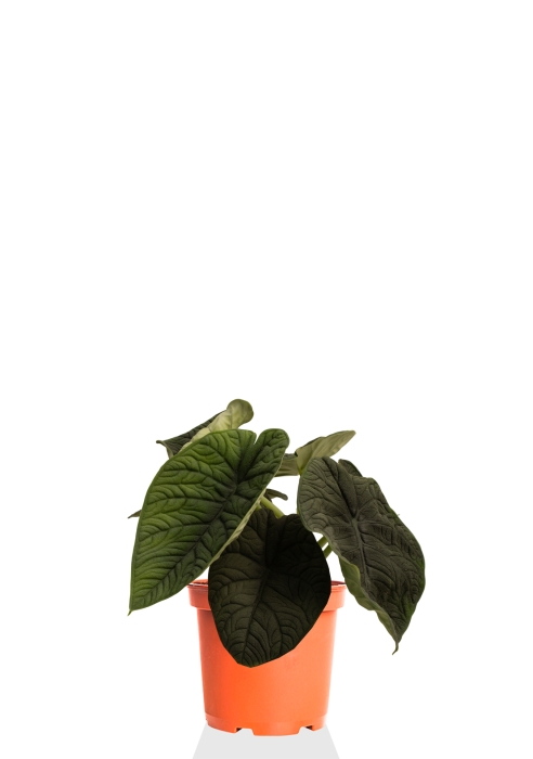 Алоказия Мело 14/20 см