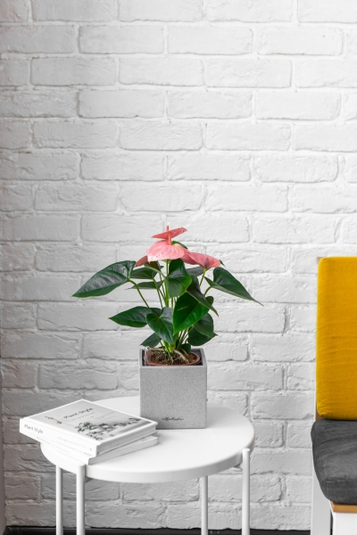 Антуриум розовый в CANTO STONE 14